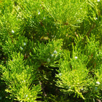 Broadmoor Juniper