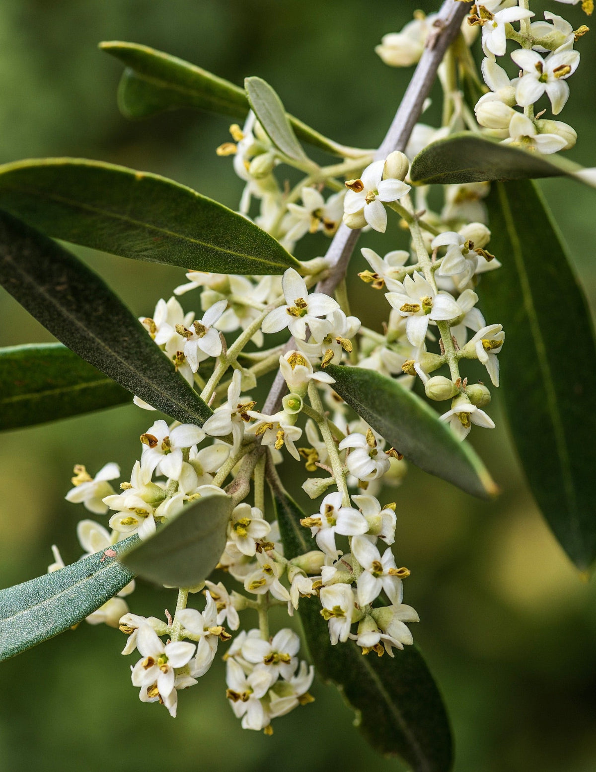 Koroneiki Olive Tree