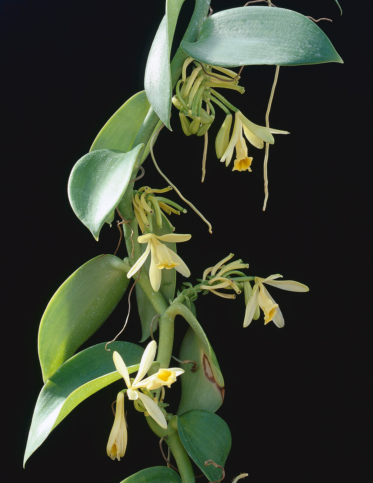 Vanilla Orchid