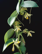 Vanilla Orchid