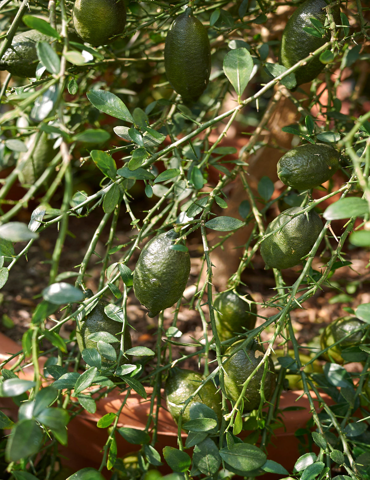 finger lime plant Australian Finger Lime Tree