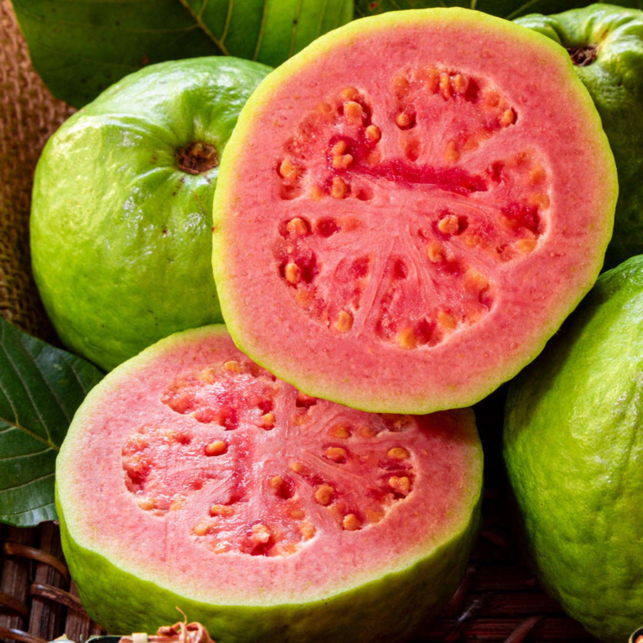 The Sill Guava Tree - Thumbnail 4