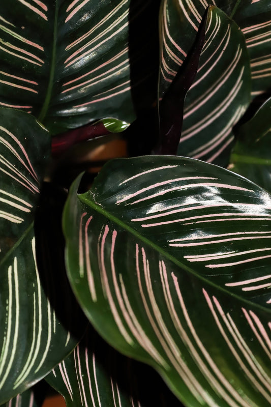 Calathea Pinstripe