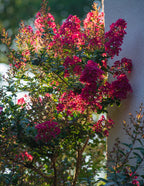 Bellini® Strawberry Crape Myrtle