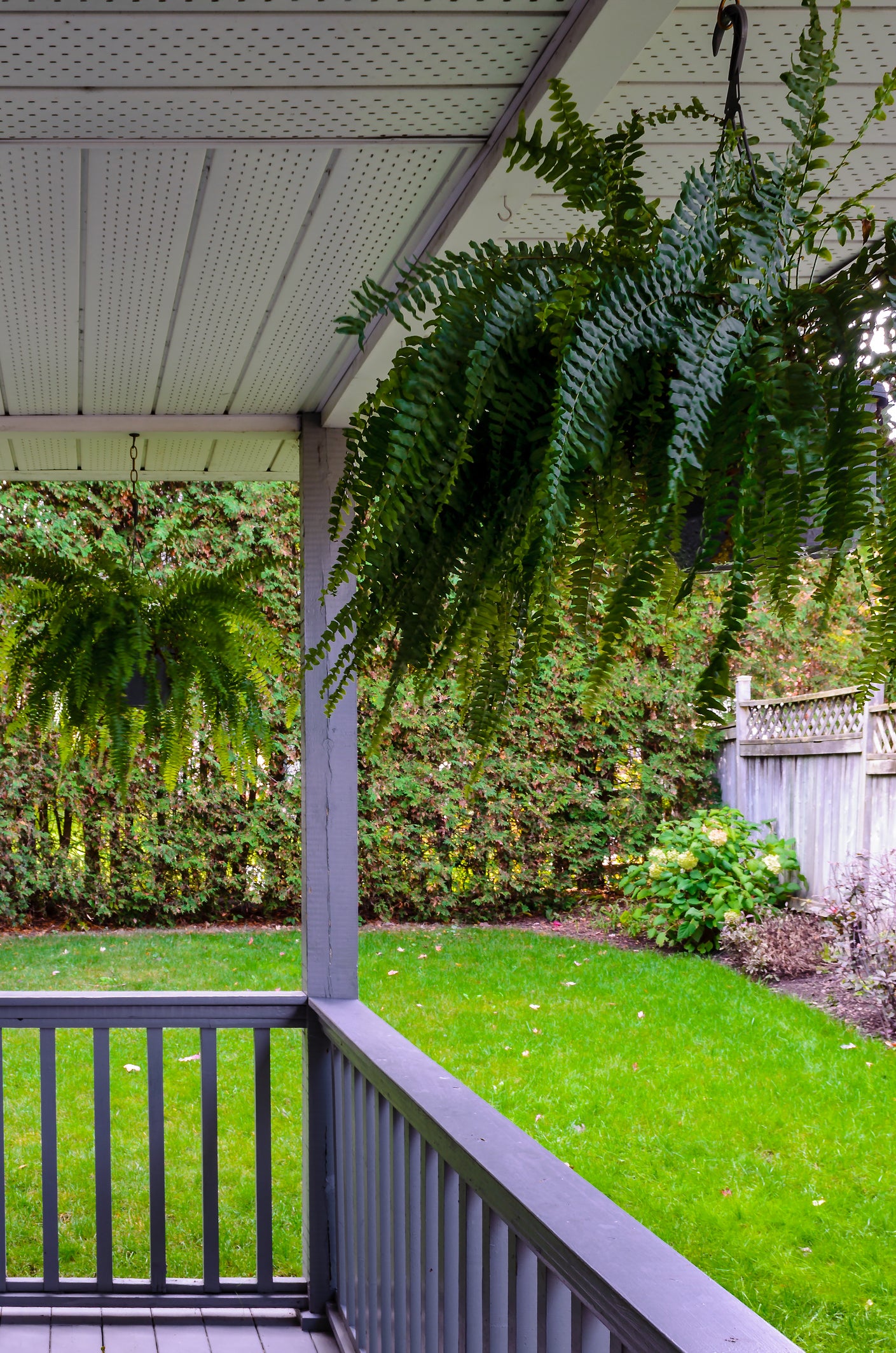 Large Boston Fern Hanging Basket