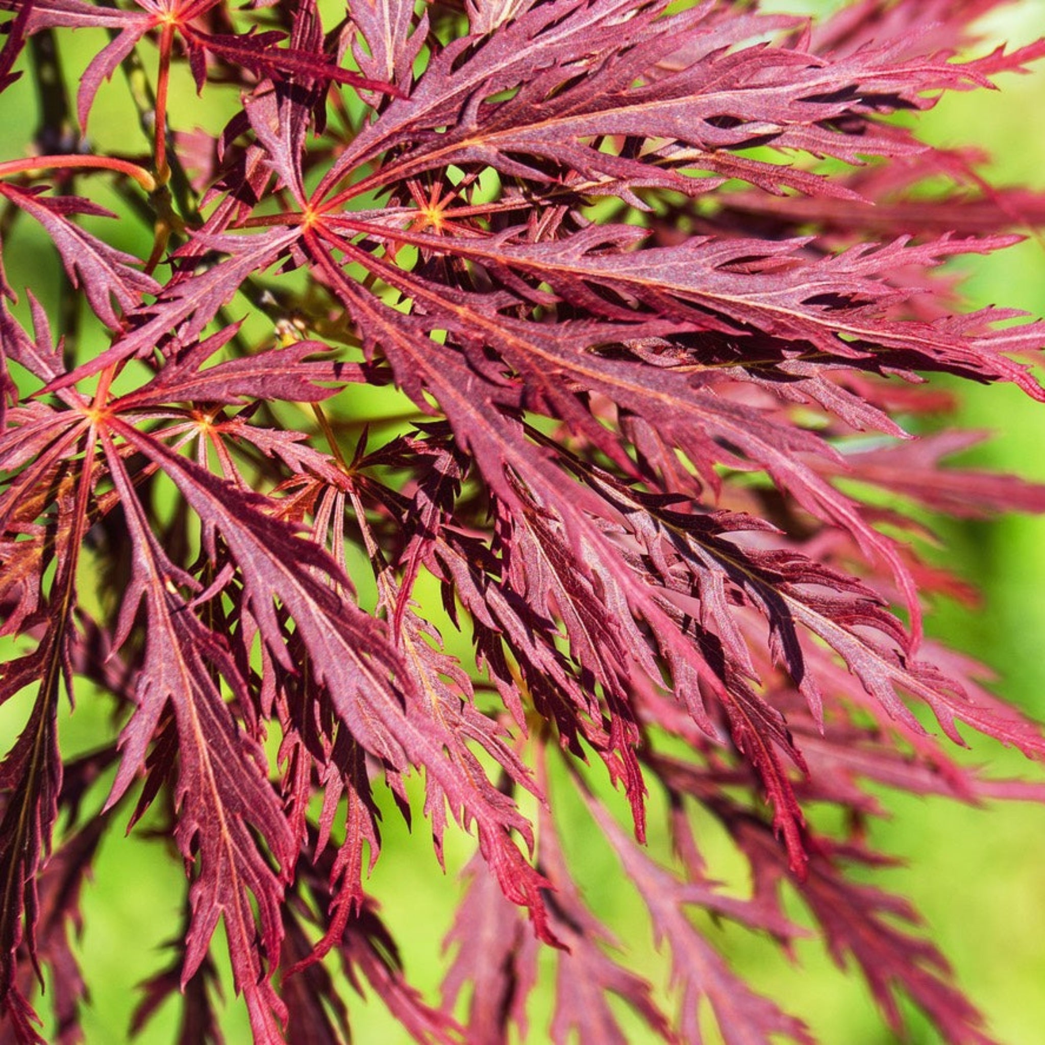 Inaba Shidare Japanese Maple | The Sill