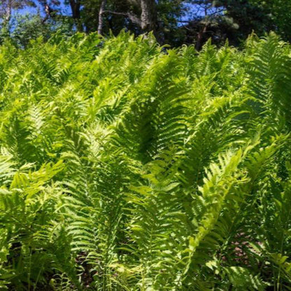 Ostrich Fern