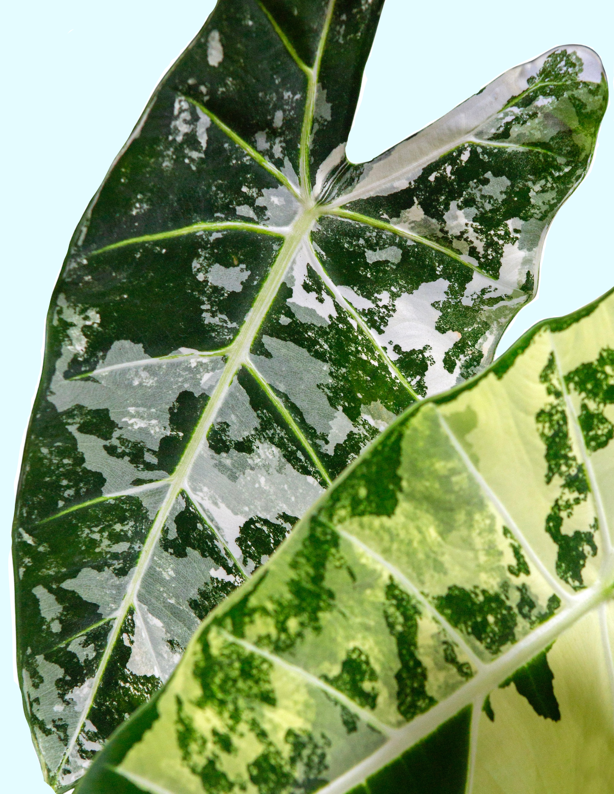 Alocasia Frydek Variegated