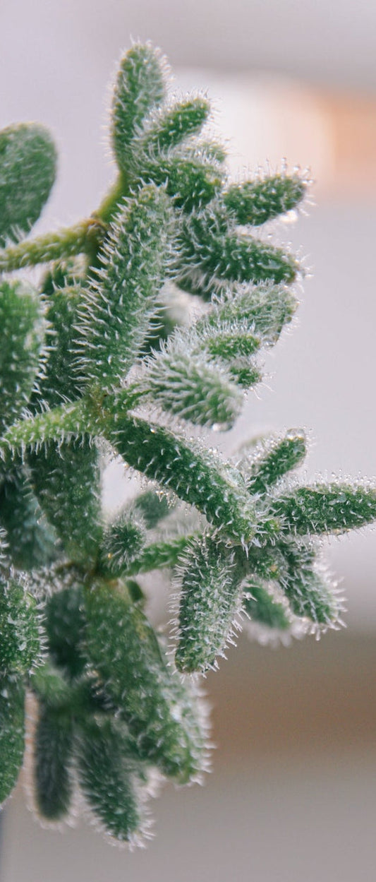 Pickle Plant