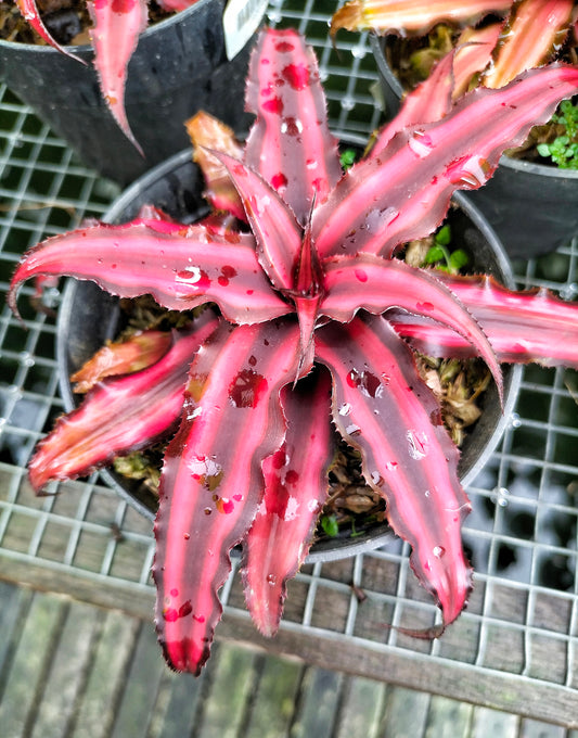 Cryptanthus Ruby Star