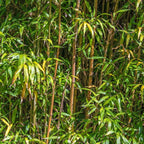 Alphonse Karr Bamboo