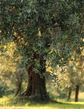 Frantoio Olive Tree
