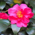 Shishi Gashira Camellia