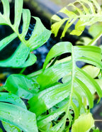 Monstera Burle Marx Flame
