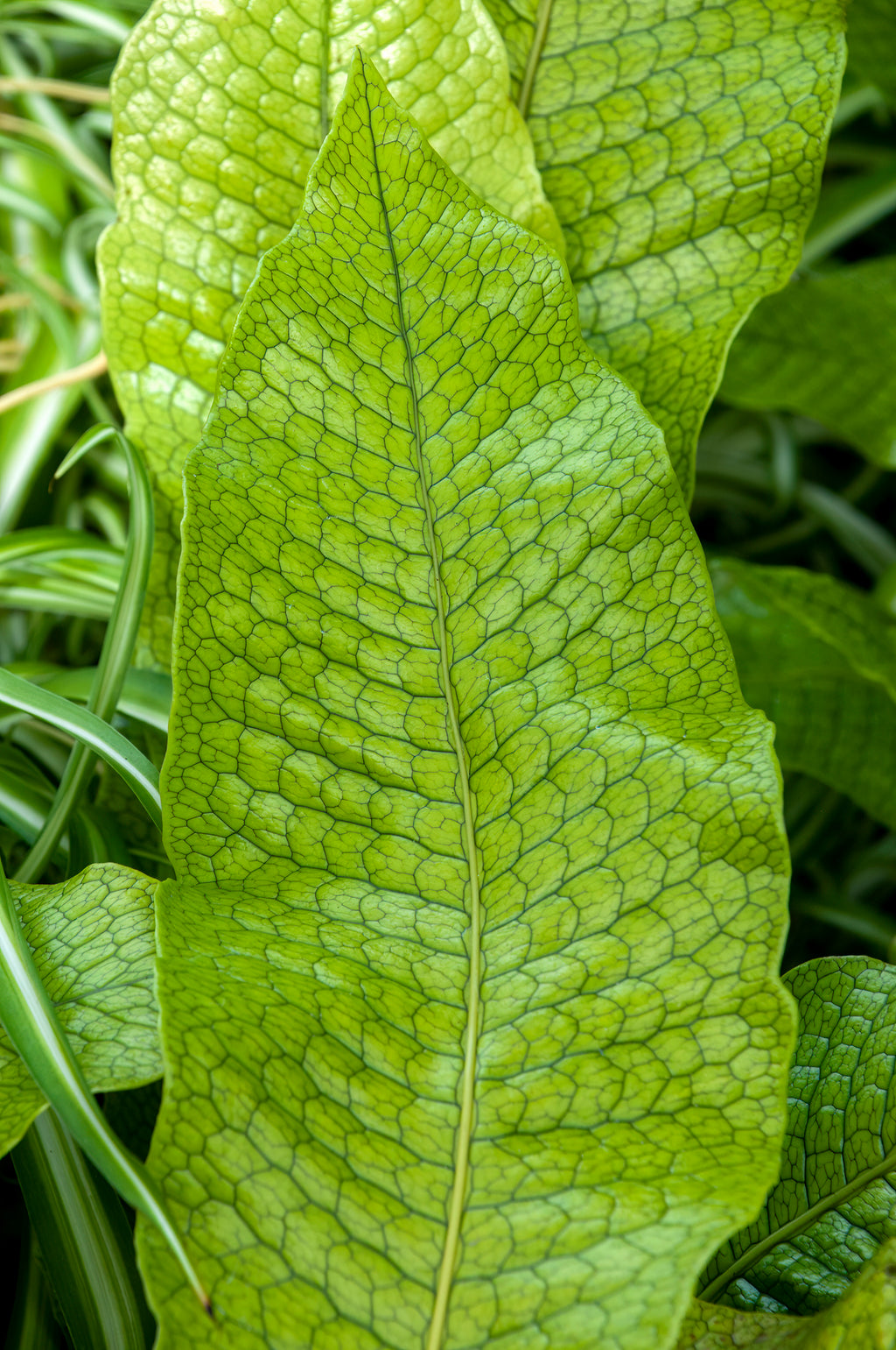 Crocodile Fern