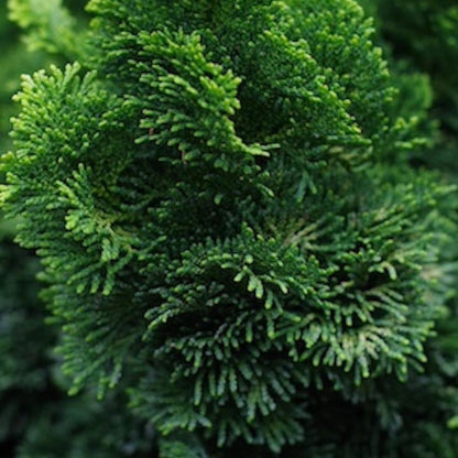 Dwarf Hinoki Cypress