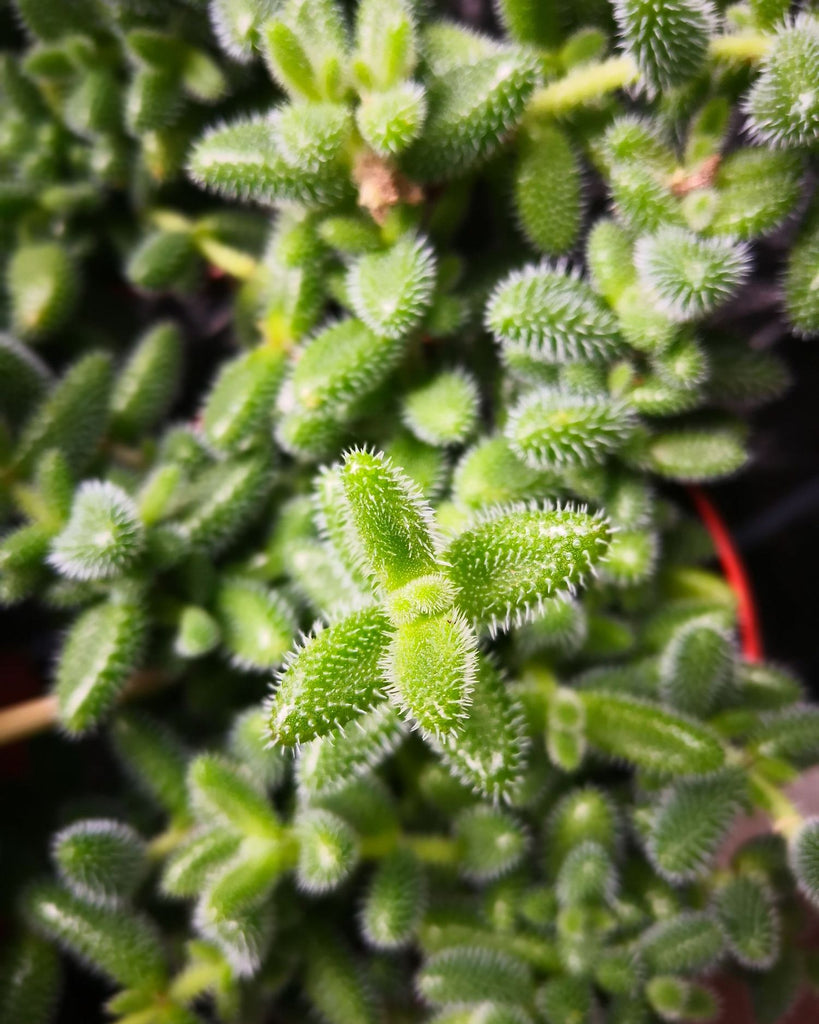 Pickle Plant