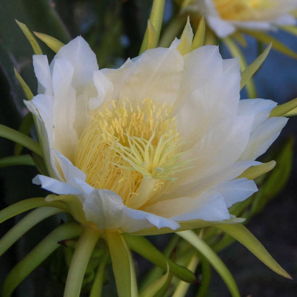 White Dragon Fruit