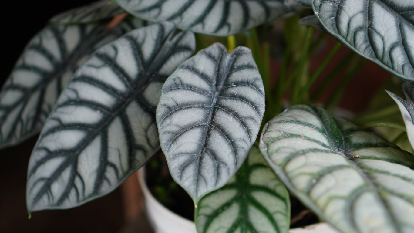 Alocasia Dragon Scale