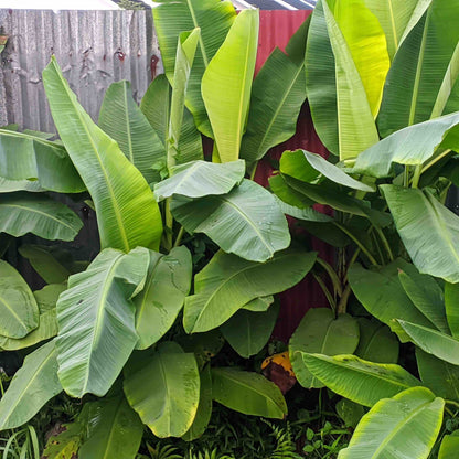 Ice Cream Banana Tree