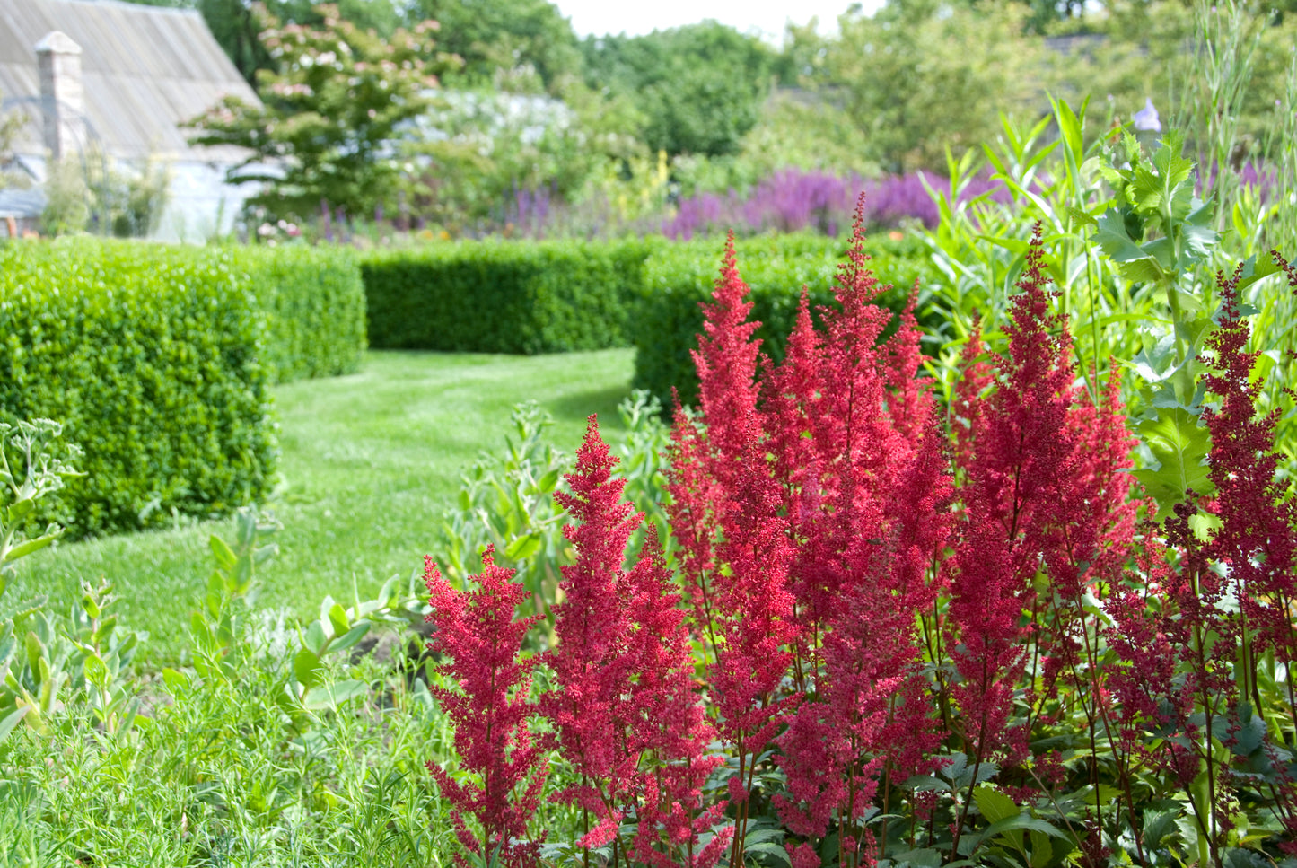 Mighty® Chocolate Cherry Astilbe