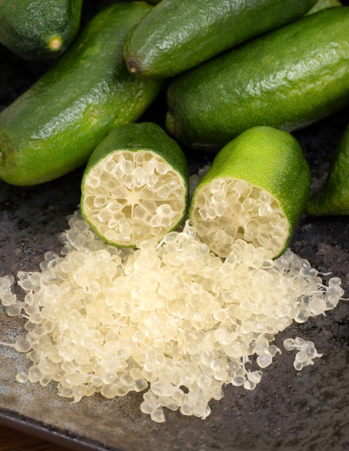 The Sill Australian Finger Lime Tree
