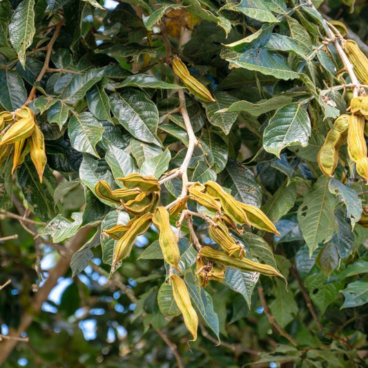 Ice Cream Bean Tree