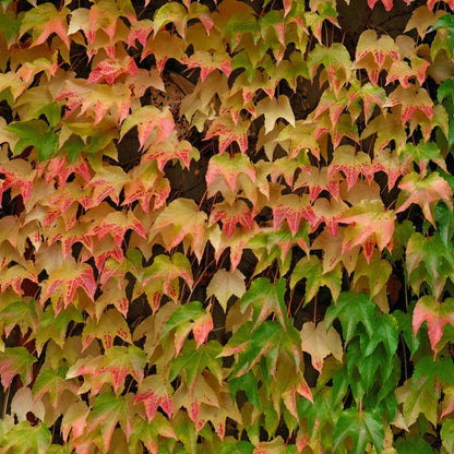 Green Showers Boston Ivy