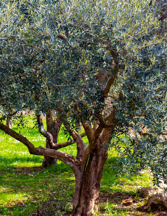Koroneiki Olive Tree