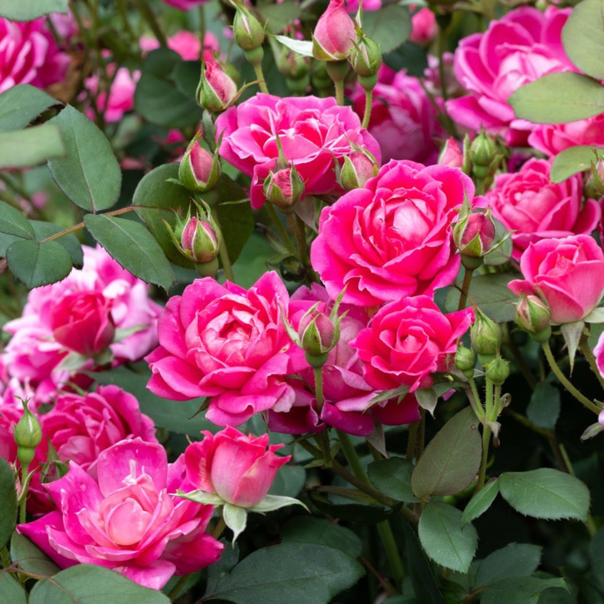 Pink Double Knock Out® Rose | The Sill