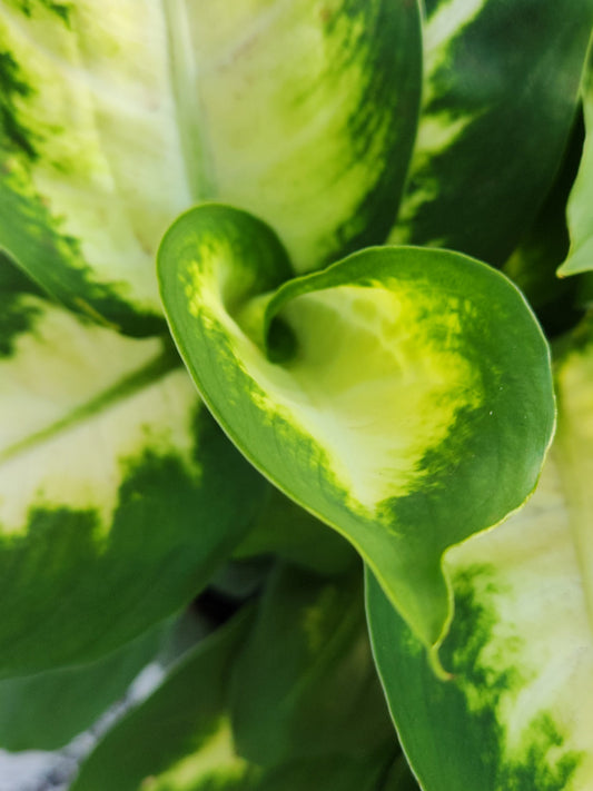 Dieffenbachia Camille