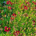 Li'l Bang™ Red Elf Coreopsis