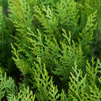 Leyland Cypress foliage