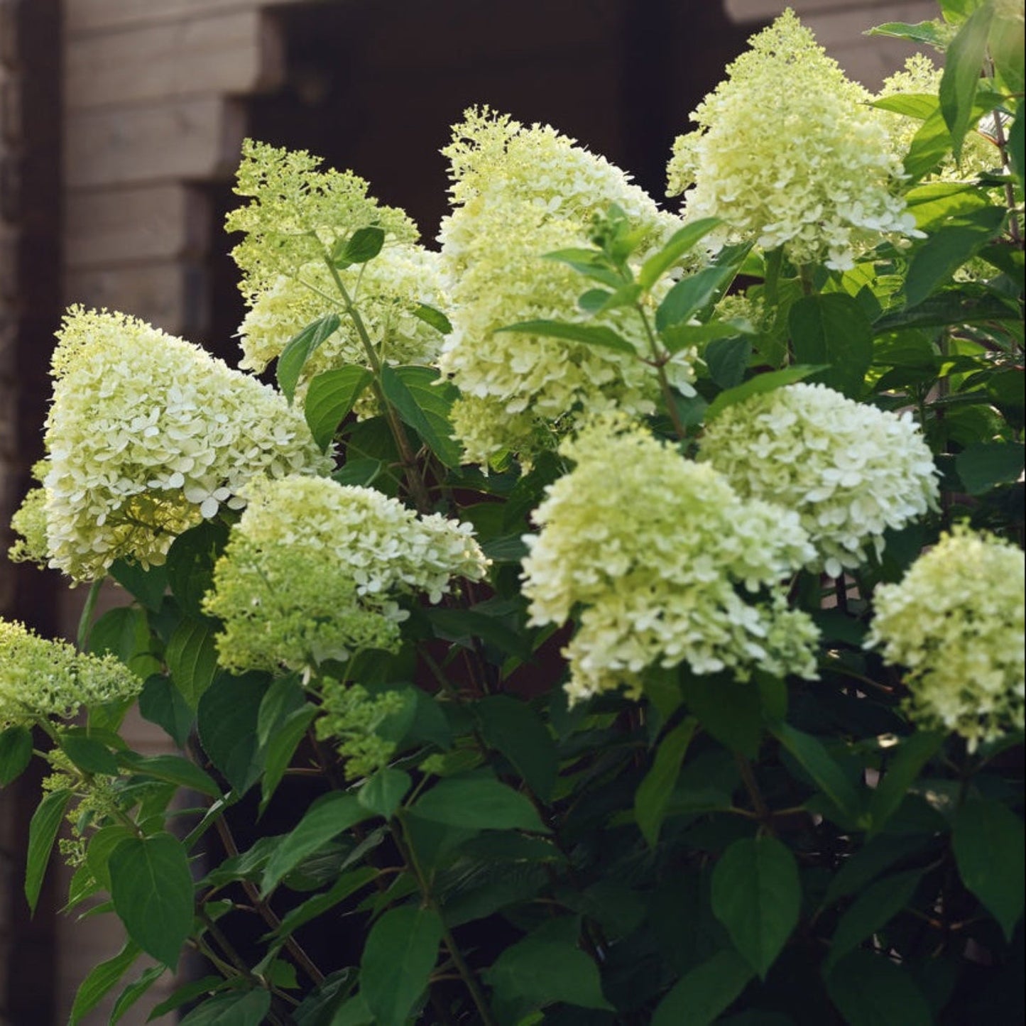 Limelight Hydrangea Tree