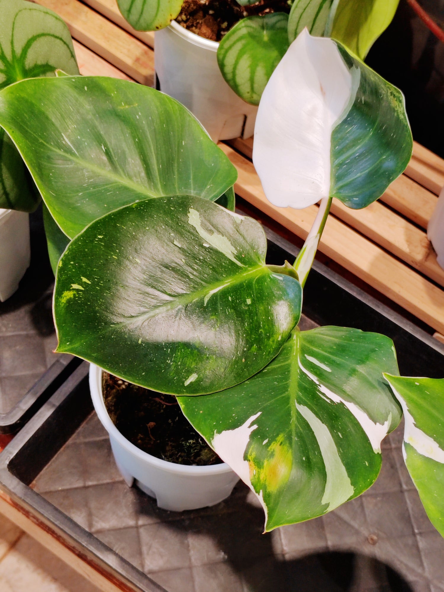 white king philodendron Philodendron White Knight | Houseplants for Delivery