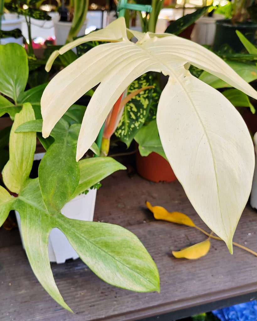 Philodendron Florida Ghost