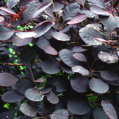 Royal Purple Smoke Bush