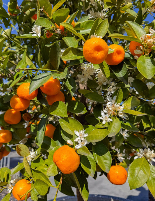 Owari Satsuma Tree