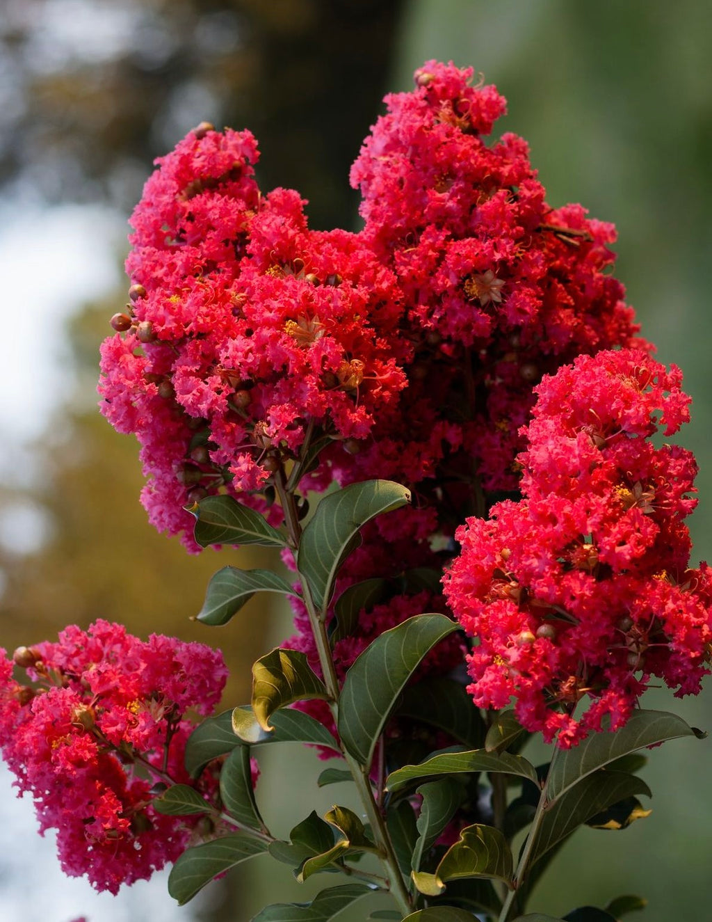Bellini® Strawberry Crape Myrtle