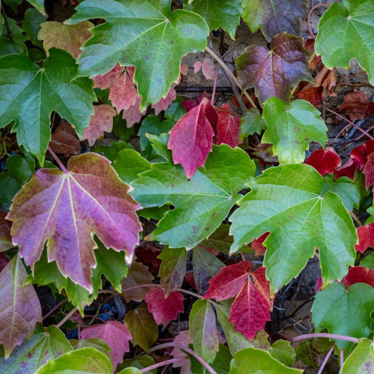 Boston Ivy
