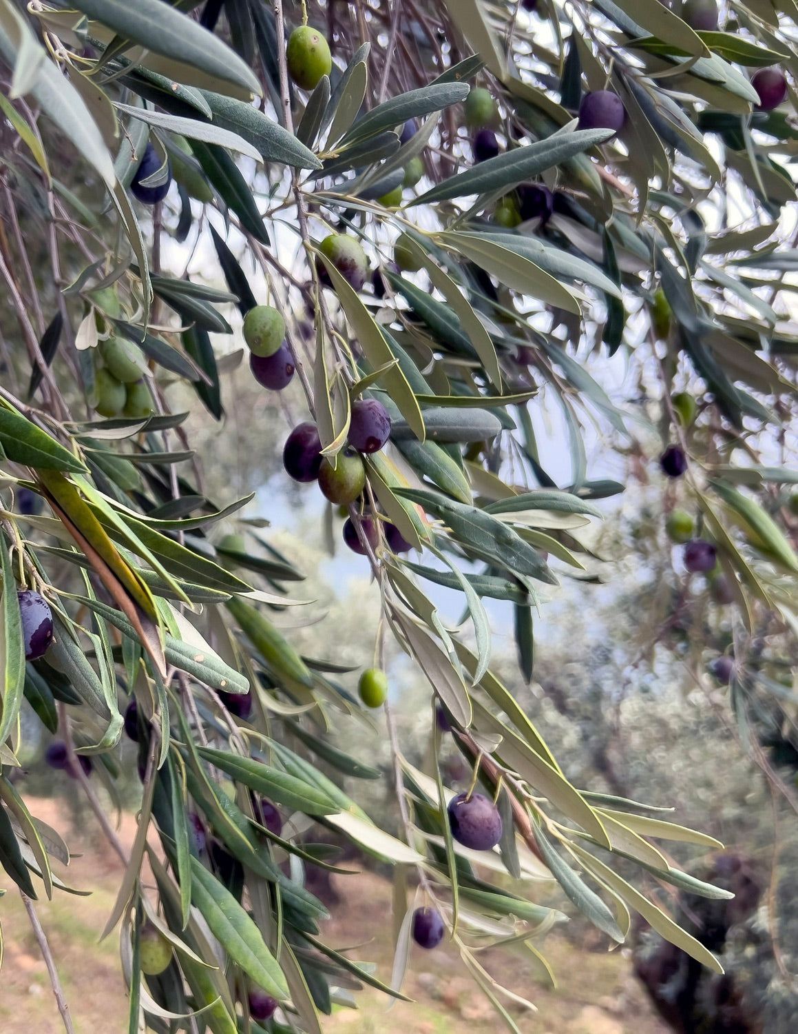 Frantoio Olive Tree