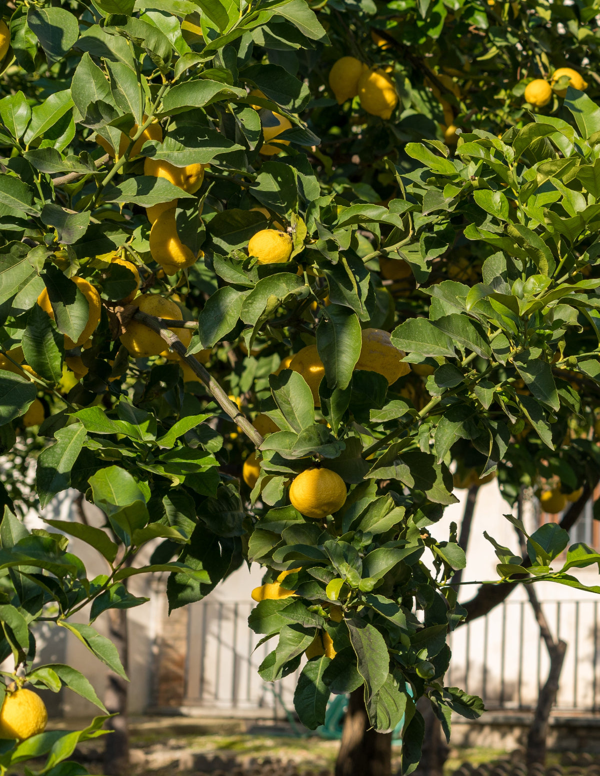 The Sill Eureka Lemon Tree - Thumbnail 3