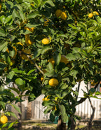 Eureka Lemon Tree