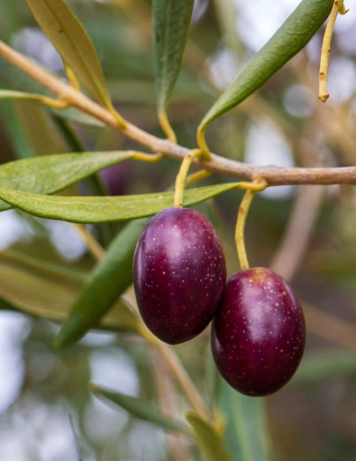 The Sill Koroneiki Olive Tree - Thumbnail 2
