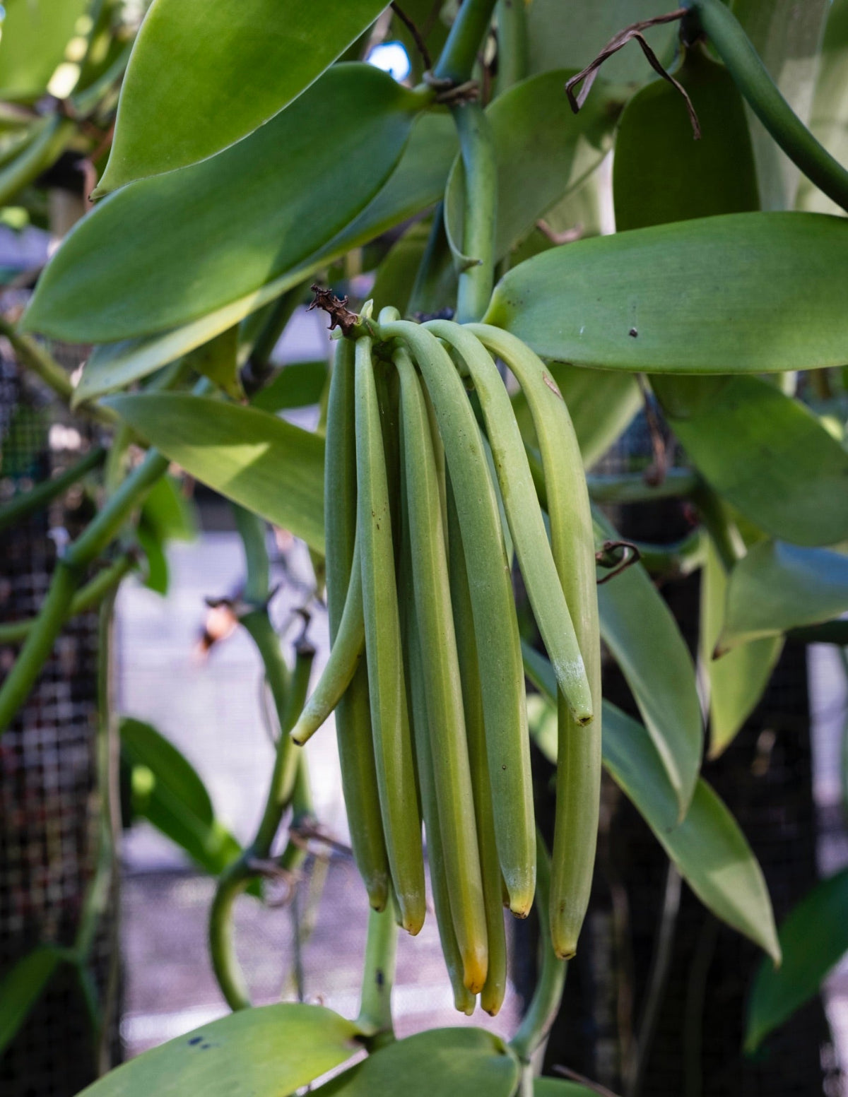 indoor vanilla bean plant Vanilla Orchid