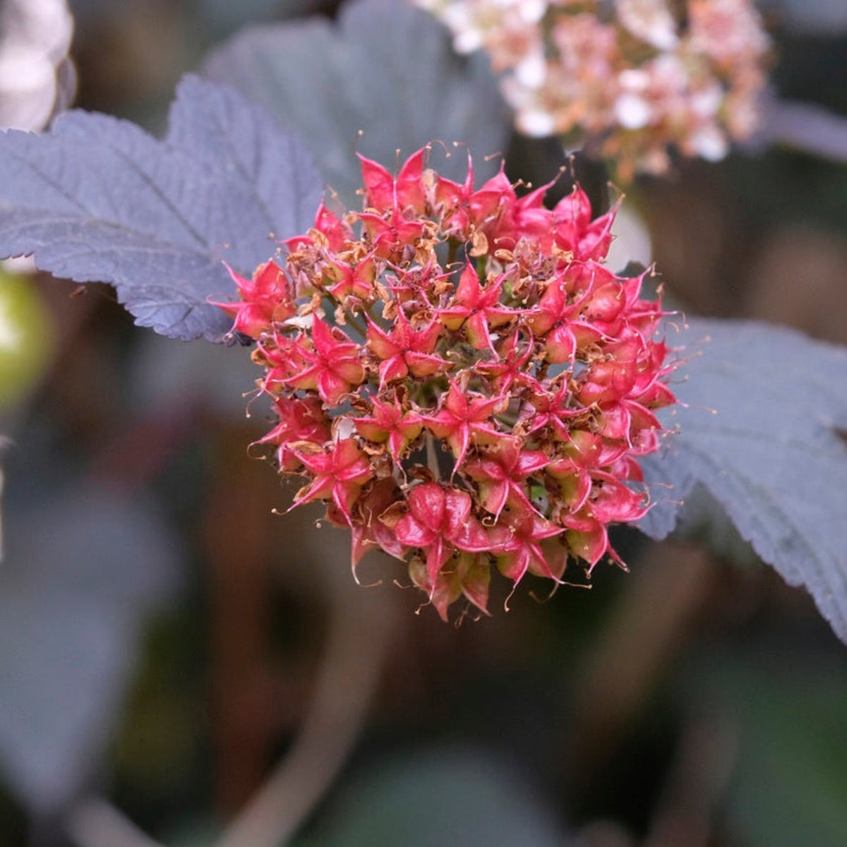 Ginger Wine® Ninebark