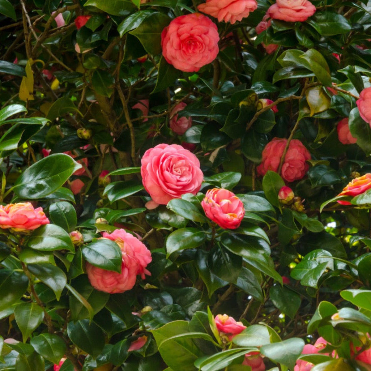 camellia plant Jack's Camellia