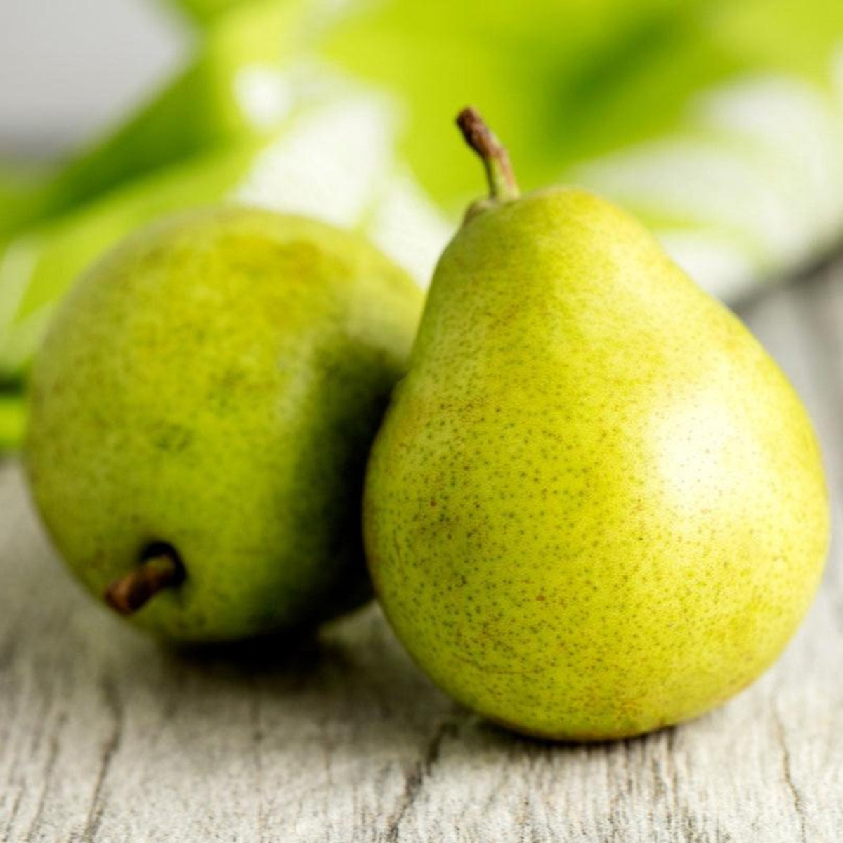 D'Anjou Pear Tree fruit