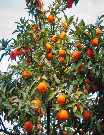 Cara Cara Orange Tree