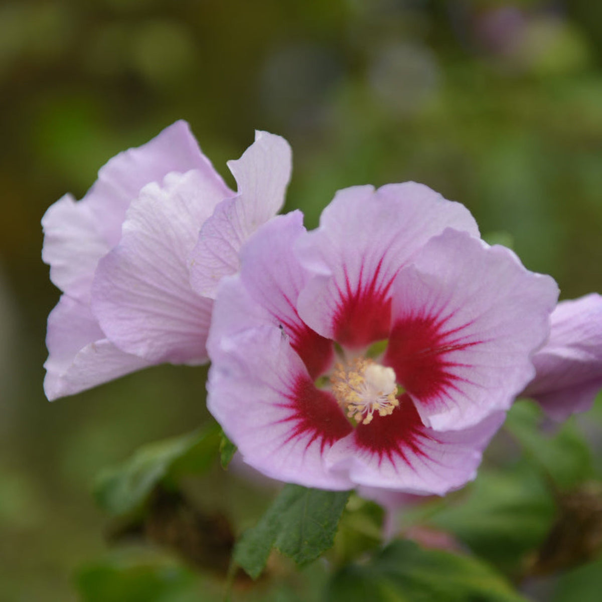 Purple Pillar® Rose of Sharon